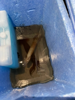イカの釣果