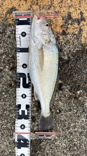 イシモチの釣果