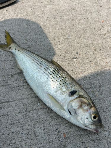 コノシロの釣果