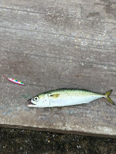 サバの釣果