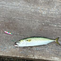 サバ