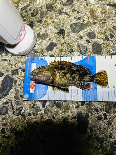 カサゴの釣果