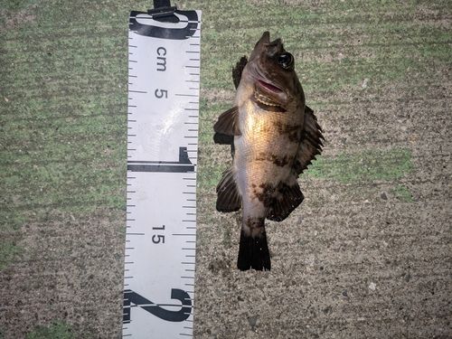 クロメバルの釣果