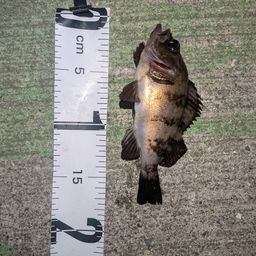 クロメバル