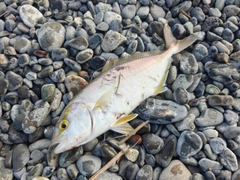 ショゴの釣果