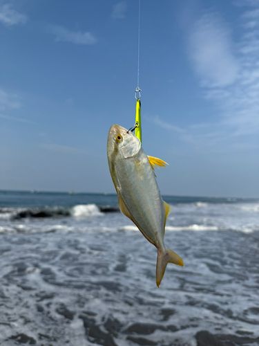 ショゴの釣果