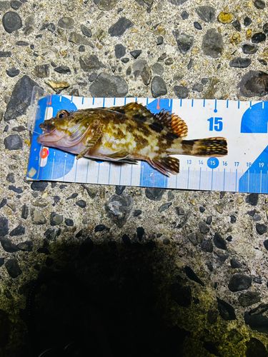 カサゴの釣果