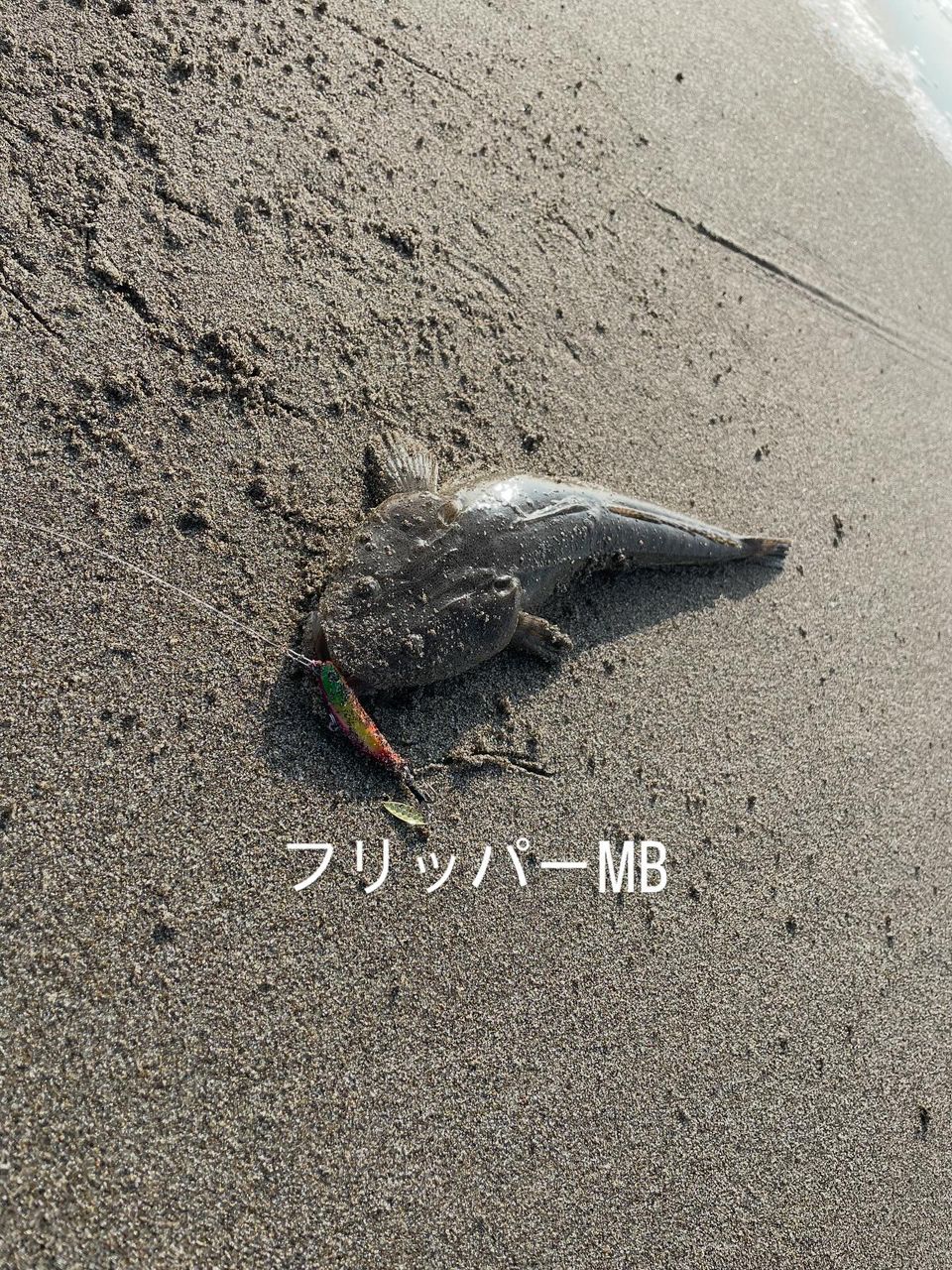 マゴチ