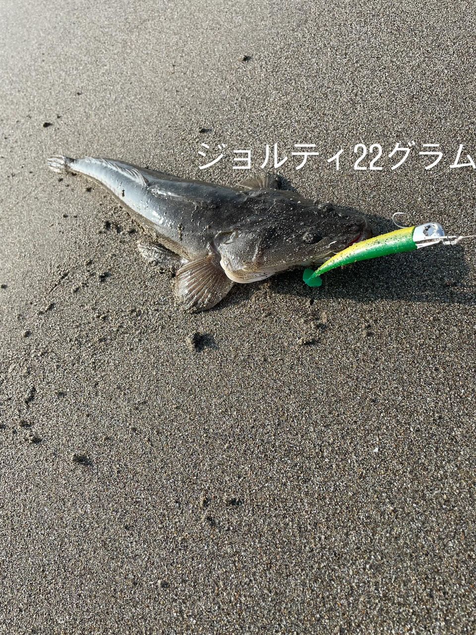マゴチ