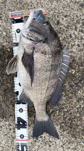 クロダイの釣果