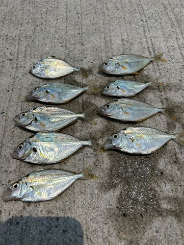 ヒイラギの釣果