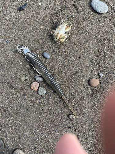 カニの釣果