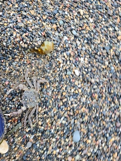 カニの釣果