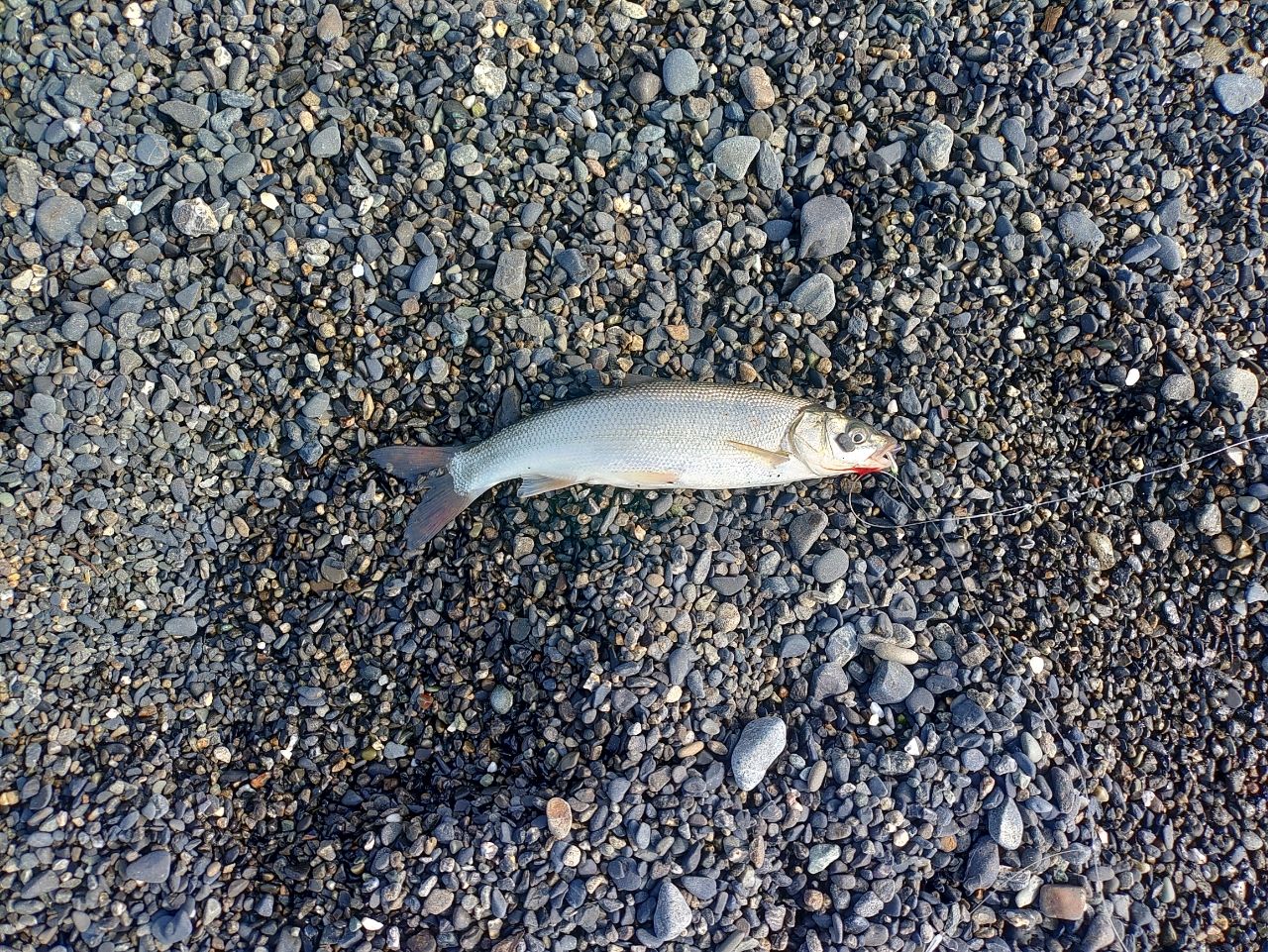 ウグイ