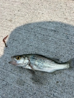 セイゴ（タイリクスズキ）の釣果