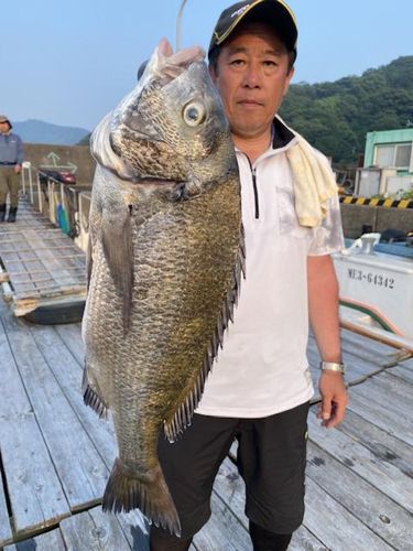 チヌの釣果
