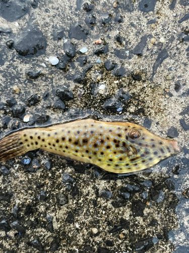 ソウシハギの釣果