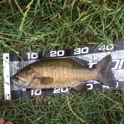 スモールマウスバス