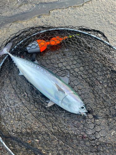 ソウダガツオの釣果