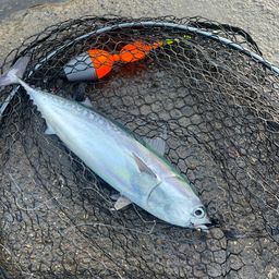 ソウダガツオ