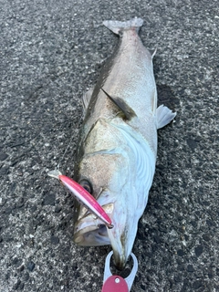 スズキの釣果