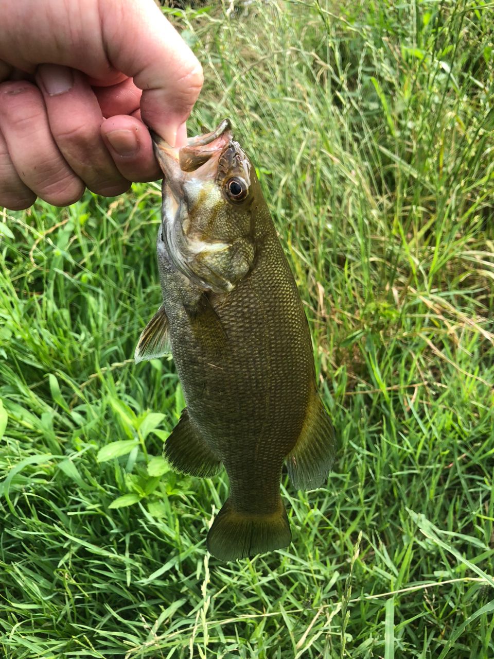 スモールマウスバス