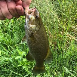 スモールマウスバス