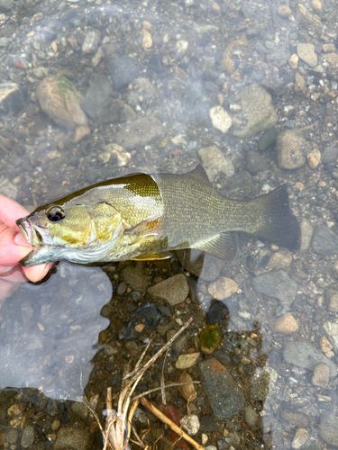 スモールマウスバスの釣果