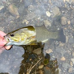 スモールマウスバス