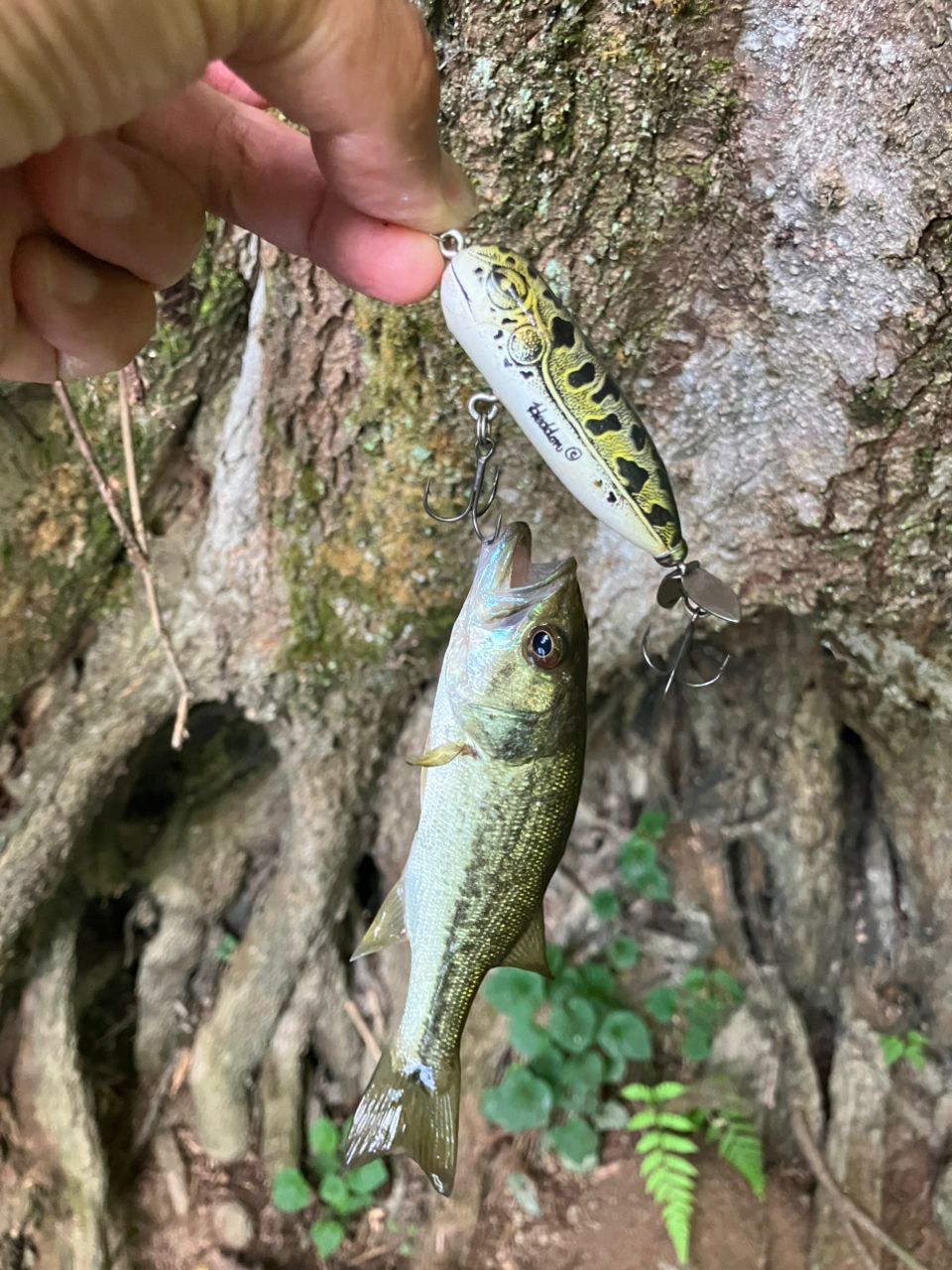 ラージマウスバス