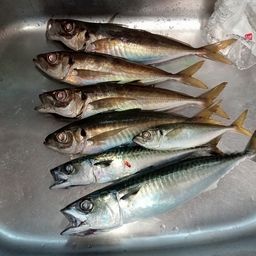 アジ