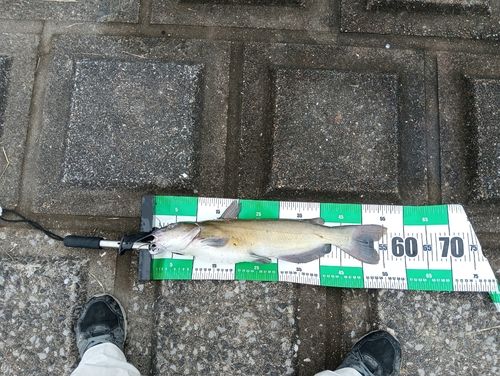 アメリカナマズの釣果