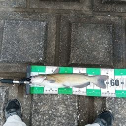 アメリカナマズ