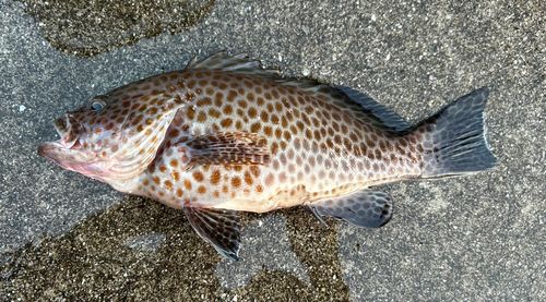 オオモンハタの釣果