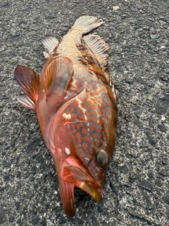 アコウの釣果