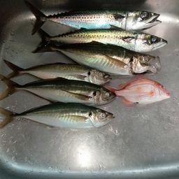 アジ