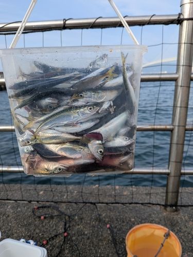 サバの釣果