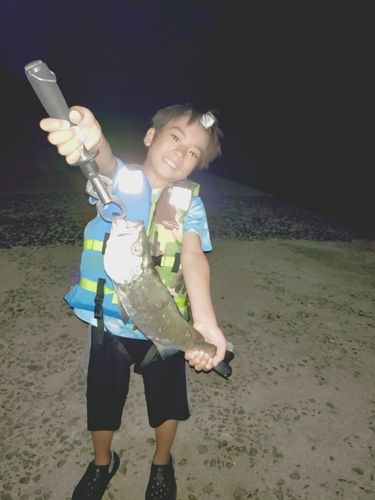 ヒラスズキの釣果