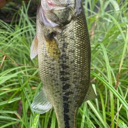 ラージマウスバス