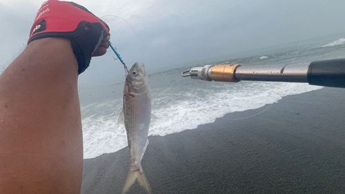 コノシロの釣果