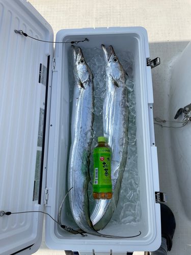 タチウオの釣果