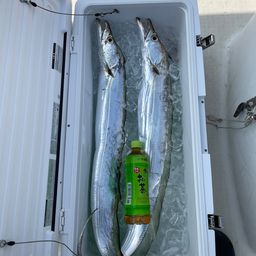 タチウオ
