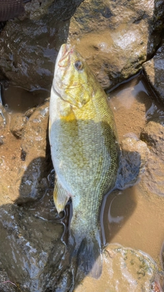 スモールマウスバスの釣果