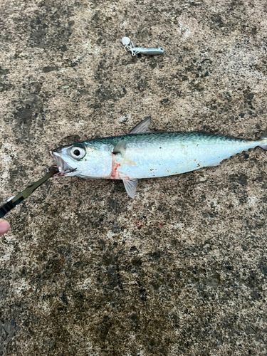 サバの釣果