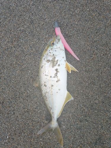 ショゴの釣果