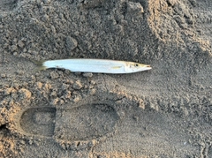 カマスの釣果