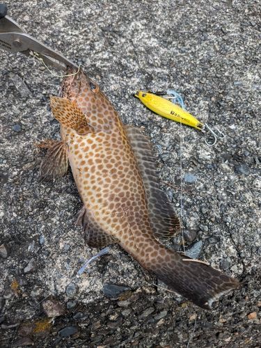 オオモンハタの釣果