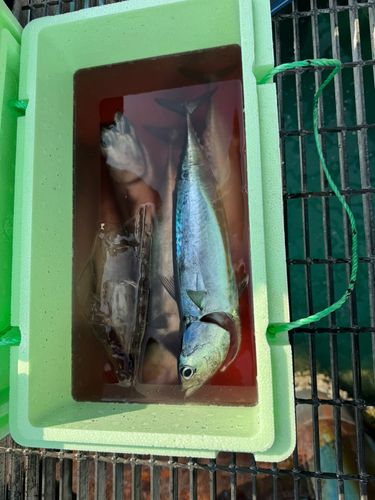 カツオの釣果