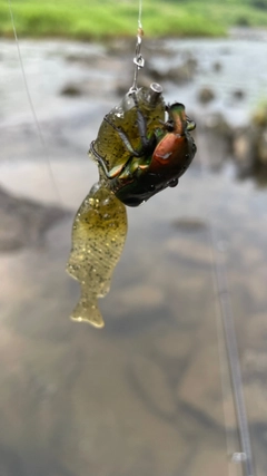 釣果