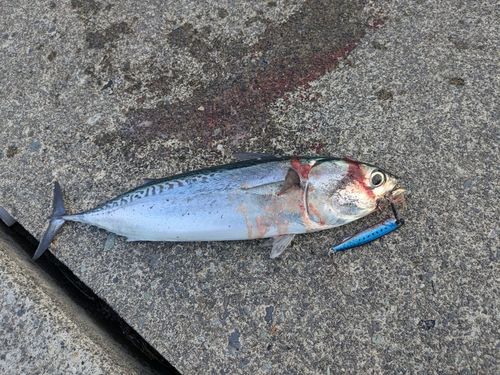 ソウダガツオの釣果